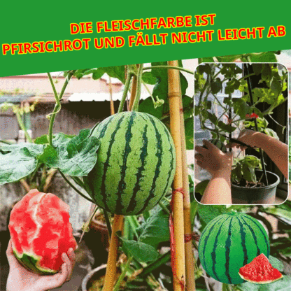 Wassermelonen-Samen, die das ganze Jahr über Früchte tragen.