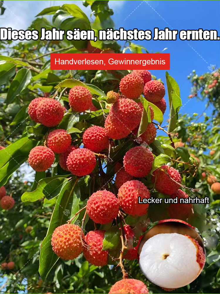 Hochwertige Litschisamen