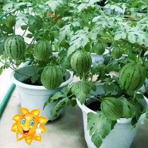 Wassermelonen-Samen, die das ganze Jahr über Früchte tragen.