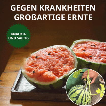 Wassermelonen-Samen, die das ganze Jahr über Früchte tragen.