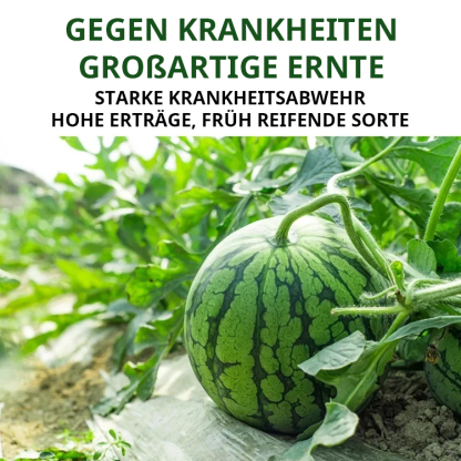 Wassermelonen-Samen, die das ganze Jahr über Früchte tragen.