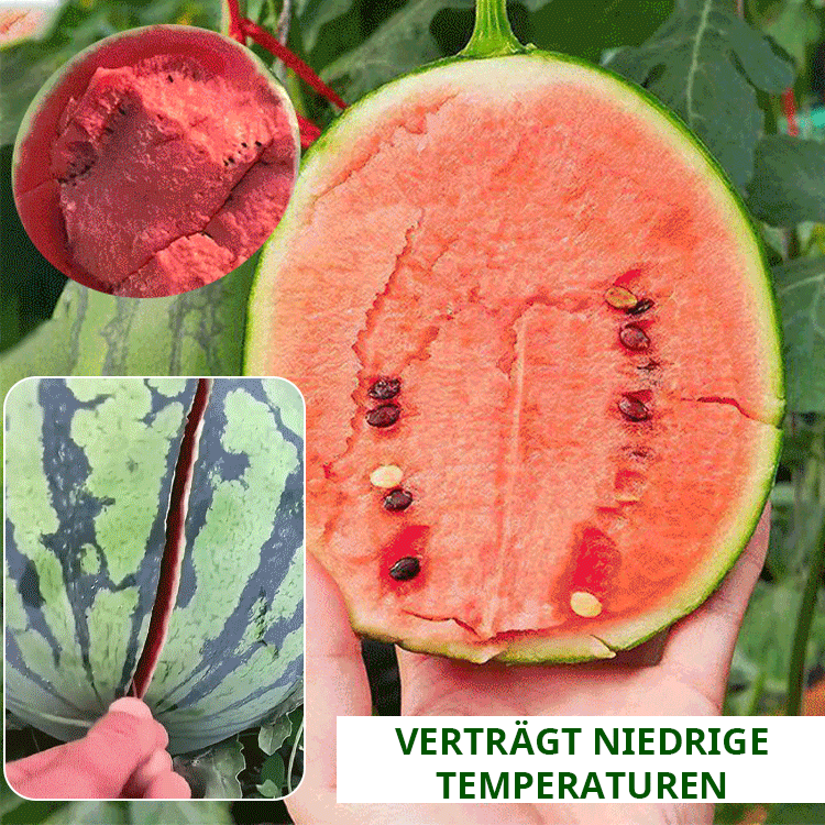 Wassermelonen-Samen, die das ganze Jahr über Früchte tragen.