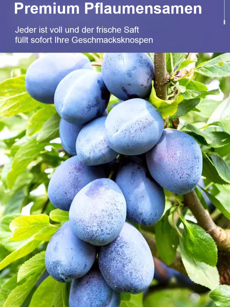 [Fördert die Verdauung und reduziert Bauchfett] Blue Honey Goddess Prune Seeds