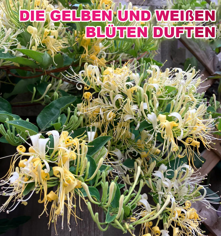 Ganzjährig blühend Geißblatt Samen