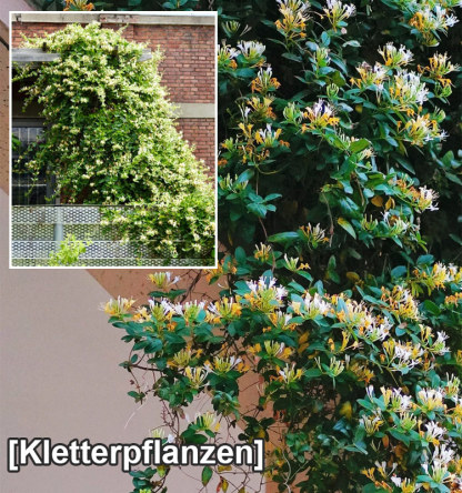 Ganzjährig blühend Geißblatt Samen