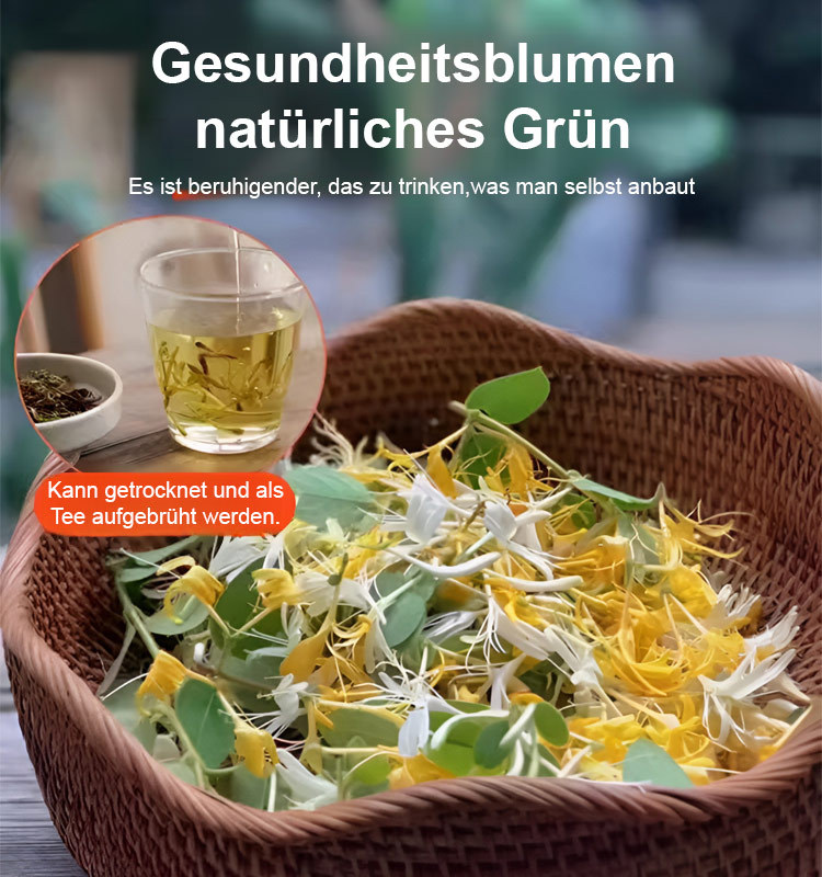 Ganzjährig blühend Geißblatt Samen