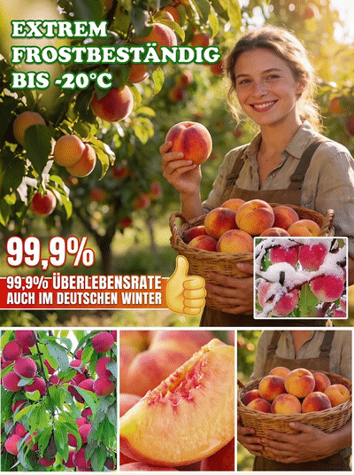 【Schnellwüchsig und widerstandsfähig】Süßer, früh reifender Pfirsichsetzling