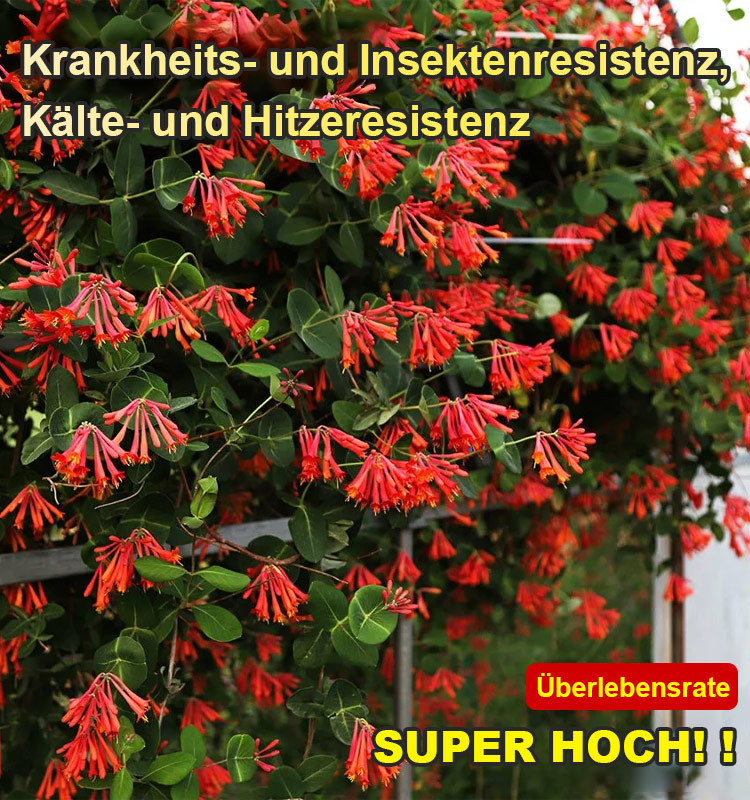 Ganzjährig blühend Geißblatt Samen