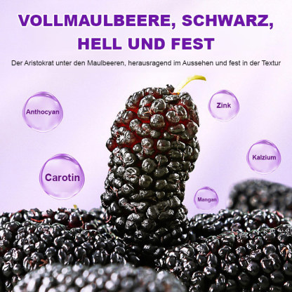 Persische schwarze Maulbeersamen