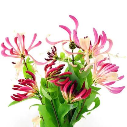 Ganzjährig blühend Geißblatt Samen