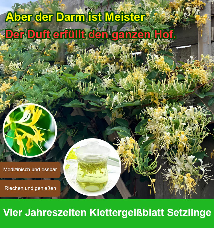 Ganzjährig blühend Geißblatt Samen