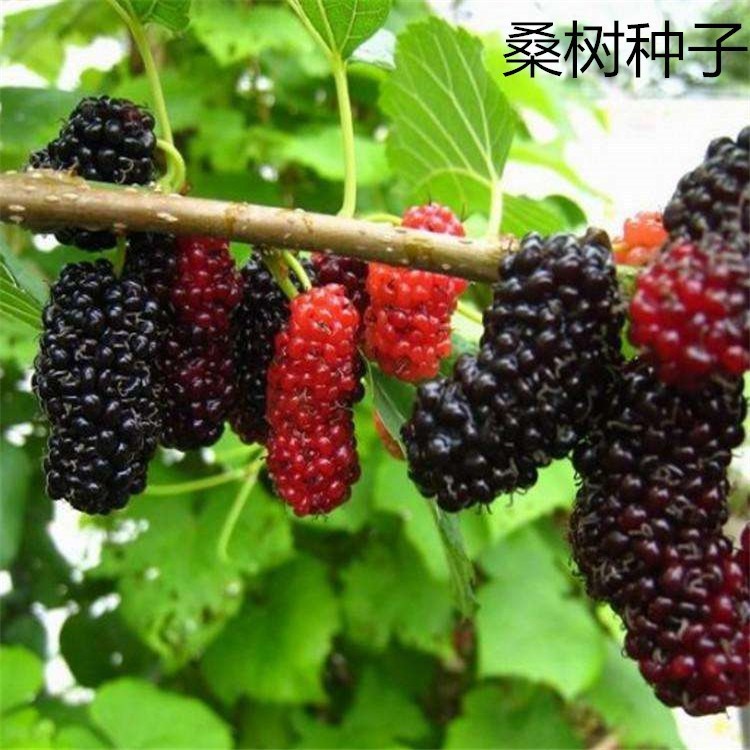 Persische schwarze Maulbeersamen