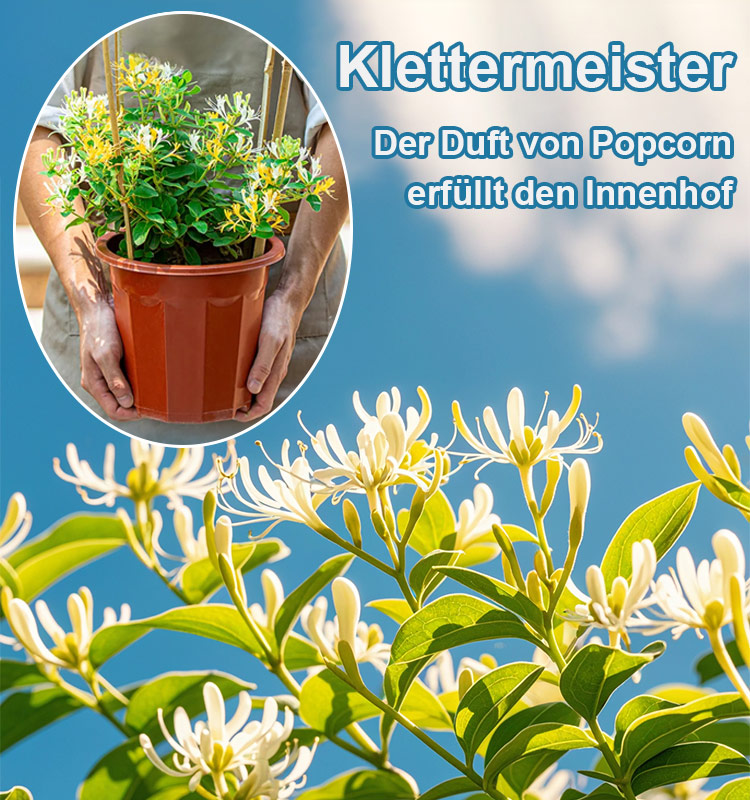 Ganzjährig blühend Geißblatt Samen