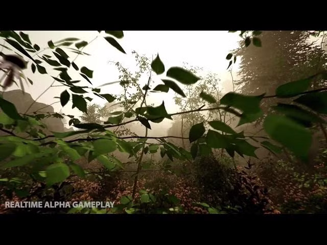 The Forest Steam Account