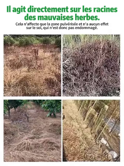 🌿💀 Herbicide agricole ultra-performant, résultat visible en seulement 3 heures ⏰. Une seule pulvérisation agit toute l’année, son effet stable et durable dure jusqu’à 5 ans et empêche définitivement la repousse des mauvaises herbes ♻️.