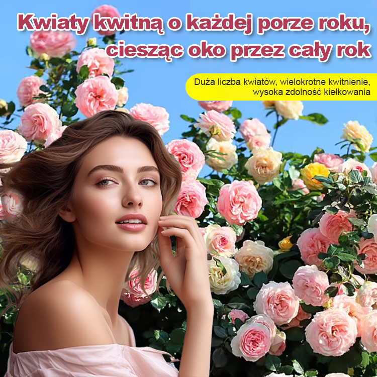 Nasiona róży wielokwiatowej kwitnącej przez cztery pory roku