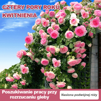 Nasiona róży wielokwiatowej kwitnącej przez cztery pory roku