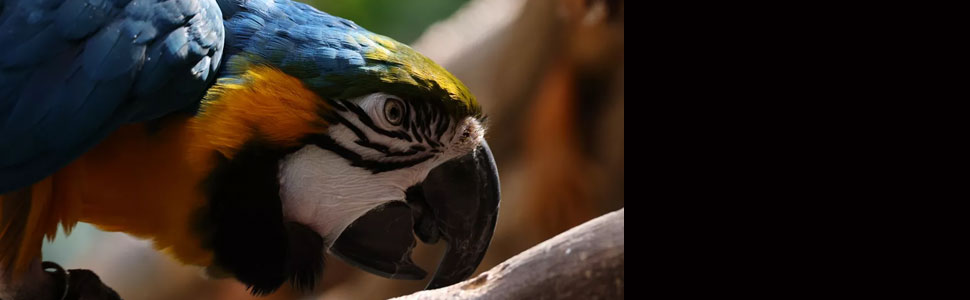 High Image Quality featuring a New 45 Megapixel Full-frame CMOS Sensor