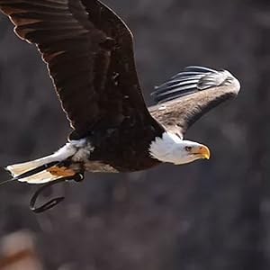 High-speed Focusing with Dual Pixel CMOS AF The EOS R5 camera&amp;amp;#39;s highly r