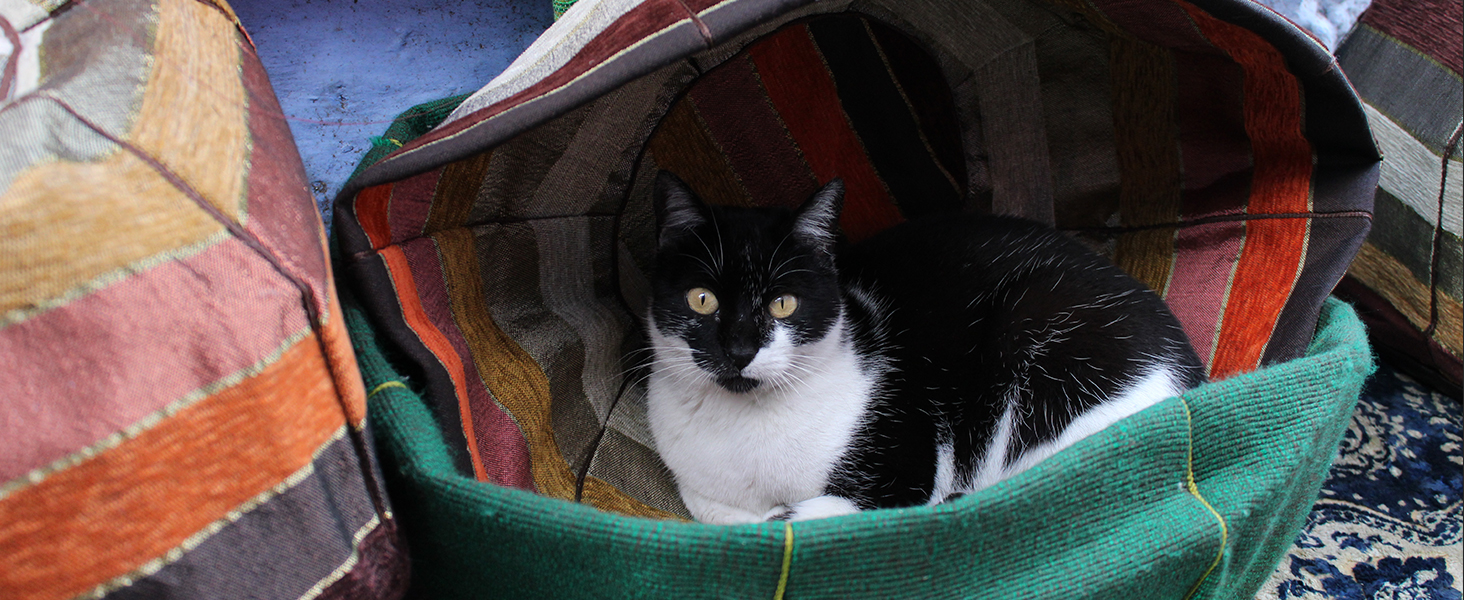 Canon, Cannon Camera, Digital Camera, Beginner Camera, DSLR, Canon T7, Canon Rebel, Canon Rebel T7