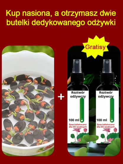 Hodowla lotosu wodnego, wysoka przeżywalność 98%, łatwy w uprawie nawet dla początkujących