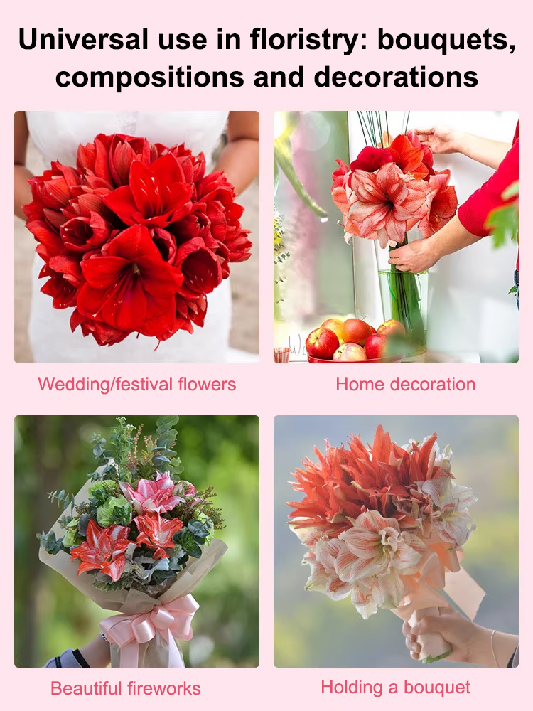 【No skill required, blooms every year】Fragrant Four-Season Blooming Amaryllis Bulbs🌸Easy to Grow | Curb Appeal | Clean Air