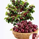 Seedless cherry seedlings