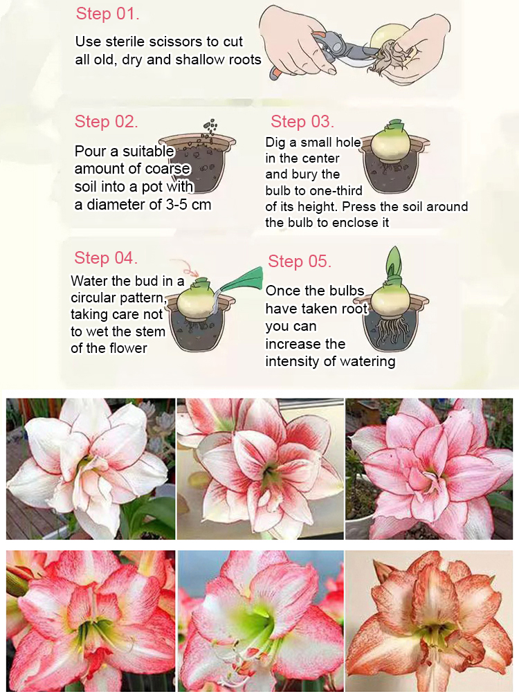 【No skill required, blooms every year】Fragrant Four-Season Blooming Amaryllis Bulbs🌸Easy to Grow | Curb Appeal | Clean Air