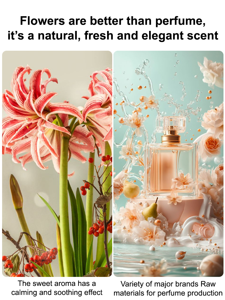 【No skill required, blooms every year】Fragrant Four-Season Blooming Amaryllis Bulbs🌸Easy to Grow | Curb Appeal | Clean Air