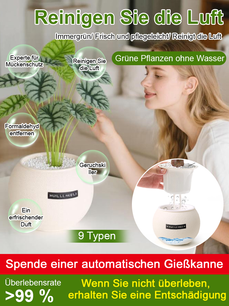 Sofort aufstellen & frische Luft genießen! 🌬️ Die pflegeleichte Pflanze, die kein Gießen braucht. 🌱