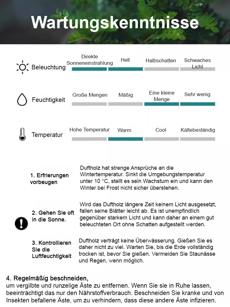 Sofort aufstellen & frische Luft genießen! 🌬️ Die pflegeleichte Pflanze, die kein Gießen braucht. 🌱