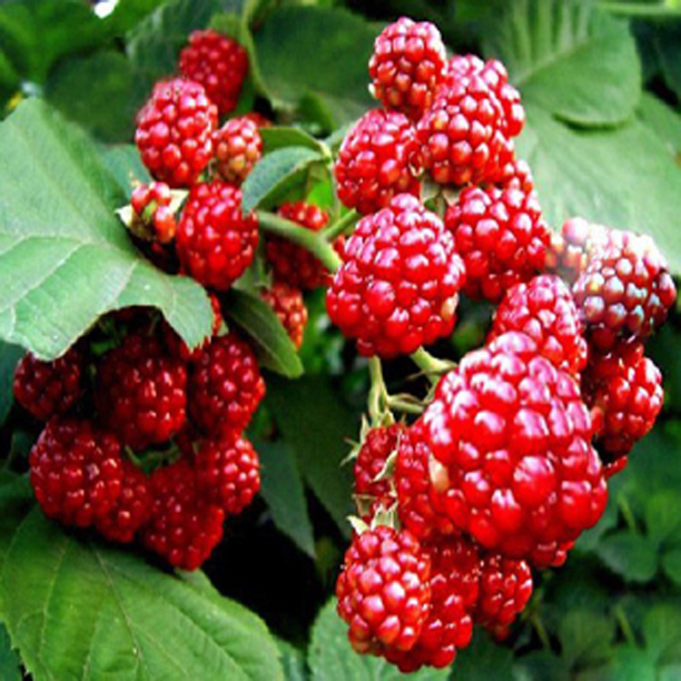 ❤️【Antioxidativer und anti-aging Schutz + kardiovaskulärer Schutz】Niedrige Strauchbeeren-Kombination