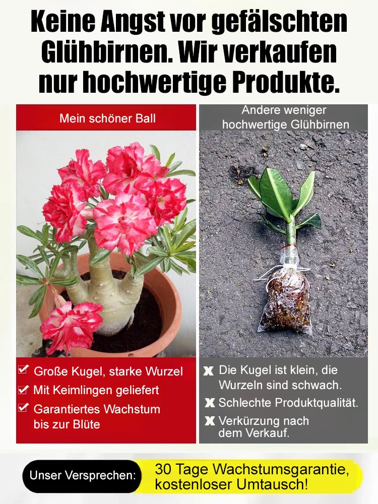 【100% Überlebensrate ⭐⭐】25 Tage bis zur Blüte | Hitzebeständige, sonnenbeständige & dürretolerante Wüstenrosenknolle💗 Mit Wasser wächst es 100 Jahre – wächst auch ohne Bewässerung