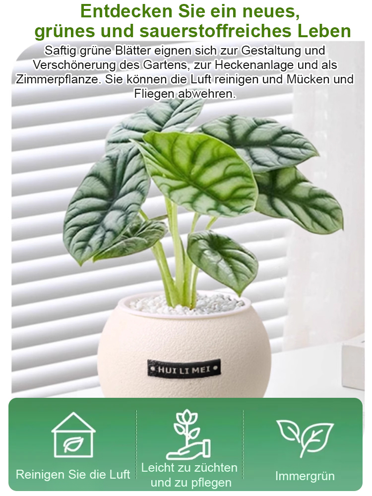 Sofort aufstellen & frische Luft genießen! 🌬️ Die pflegeleichte Pflanze, die kein Gießen braucht. 🌱