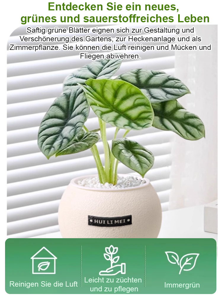 Sofort aufstellen & frische Luft genießen! 🌬️ Die pflegeleichte Pflanze, die kein Gießen braucht. 🌱