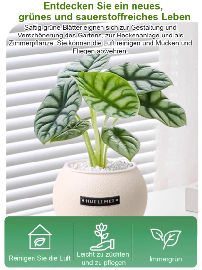 Sofort aufstellen & frische Luft genießen! 🌬️ Die pflegeleichte Pflanze, die kein Gießen braucht. 🌱