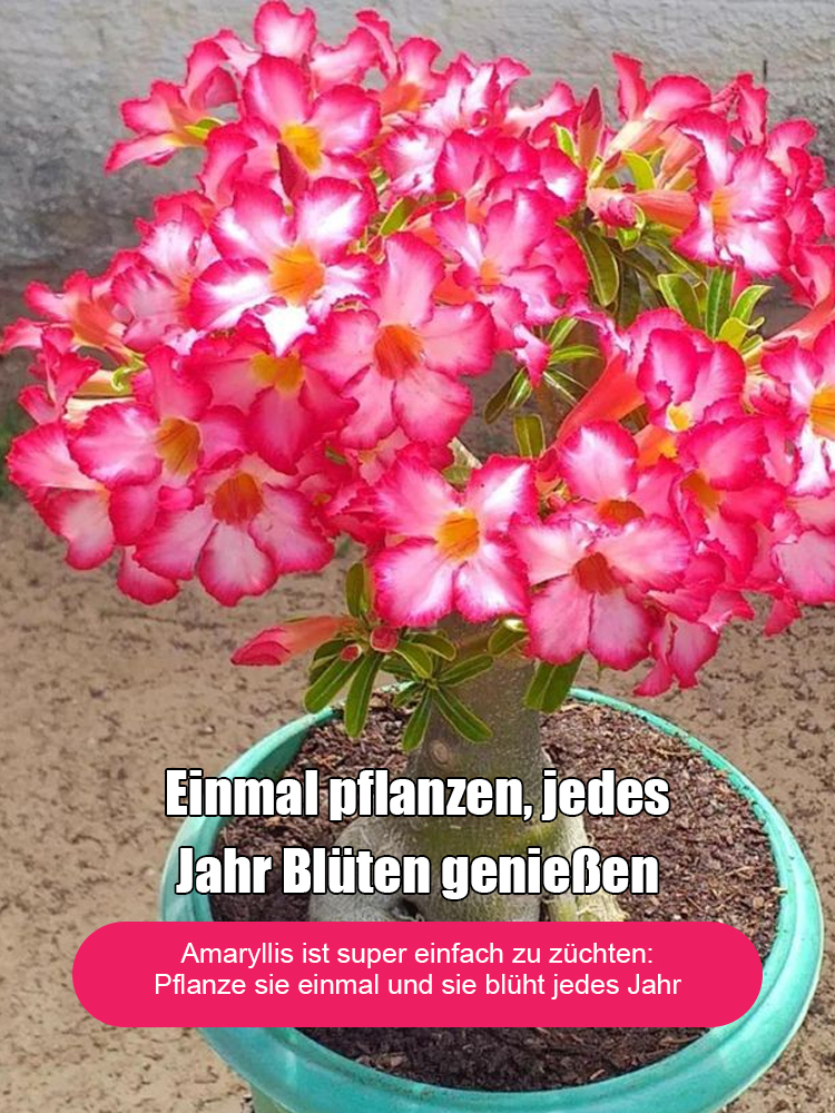 【100% Überlebensrate ⭐⭐】25 Tage bis zur Blüte | Hitzebeständige, sonnenbeständige & dürretolerante Wüstenrosenknolle💗 Mit Wasser wächst es 100 Jahre – wächst auch ohne Bewässerung