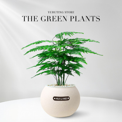 Sofort aufstellen & frische Luft genießen! 🌬️ Die pflegeleichte Pflanze, die kein Gießen braucht. 🌱