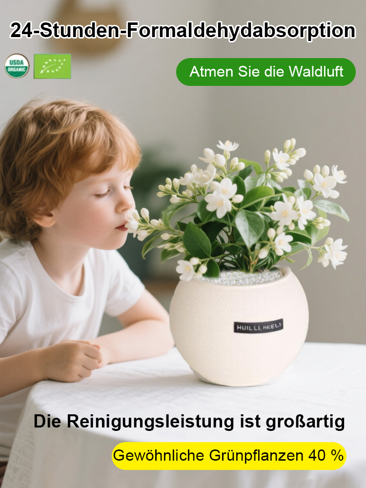 Sofort aufstellen & frische Luft genießen! 🌬️ Die pflegeleichte Pflanze, die kein Gießen braucht. 🌱