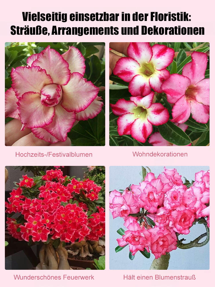 【100% Überlebensrate ⭐⭐】25 Tage bis zur Blüte | Hitzebeständige, sonnenbeständige & dürretolerante Wüstenrosenknolle💗 Mit Wasser wächst es 100 Jahre – wächst auch ohne Bewässerung