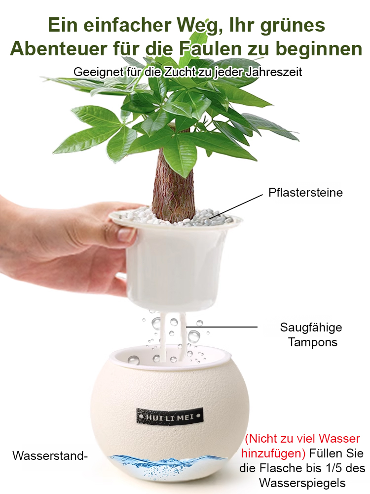 Sofort aufstellen & frische Luft genießen! 🌬️ Die pflegeleichte Pflanze, die kein Gießen braucht. 🌱