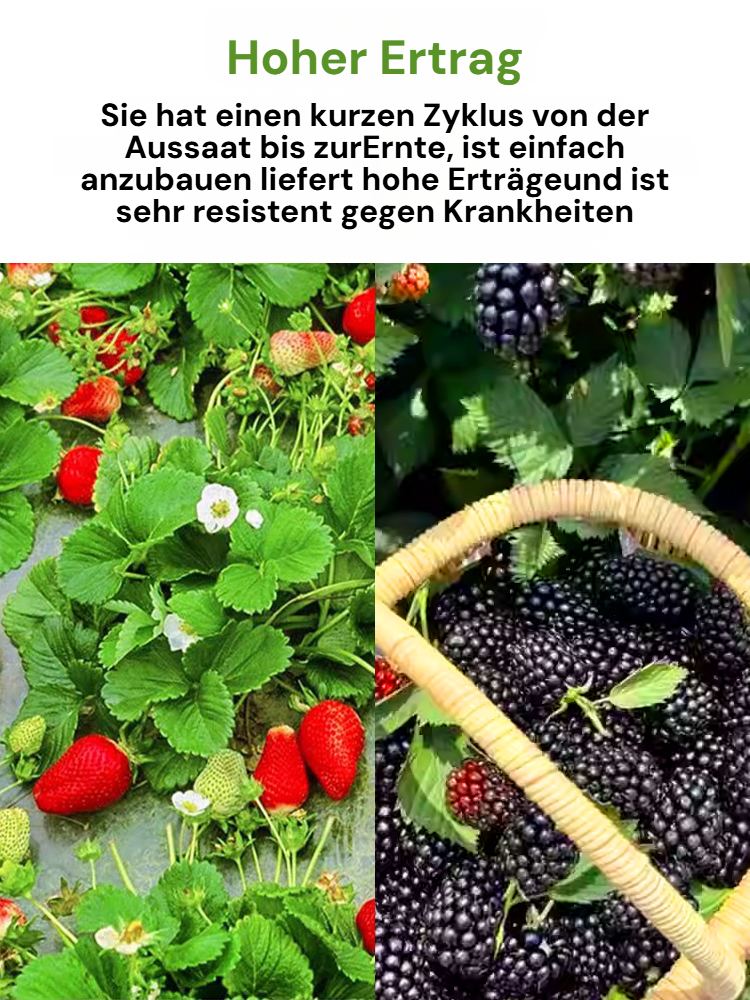 ❤️【Antioxidativer und anti-aging Schutz + kardiovaskulärer Schutz】Niedrige Strauchbeeren-Kombination
