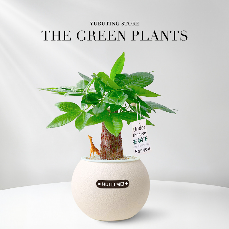 Sofort aufstellen & frische Luft genießen! 🌬️ Die pflegeleichte Pflanze, die kein Gießen braucht. 🌱