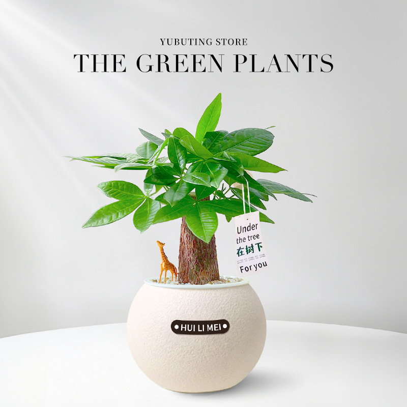 Sofort aufstellen & frische Luft genießen! 🌬️ Die pflegeleichte Pflanze, die kein Gießen braucht. 🌱