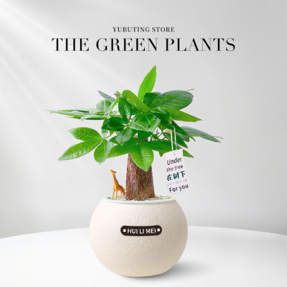 Sofort aufstellen & frische Luft genießen! 🌬️ Die pflegeleichte Pflanze, die kein Gießen braucht. 🌱