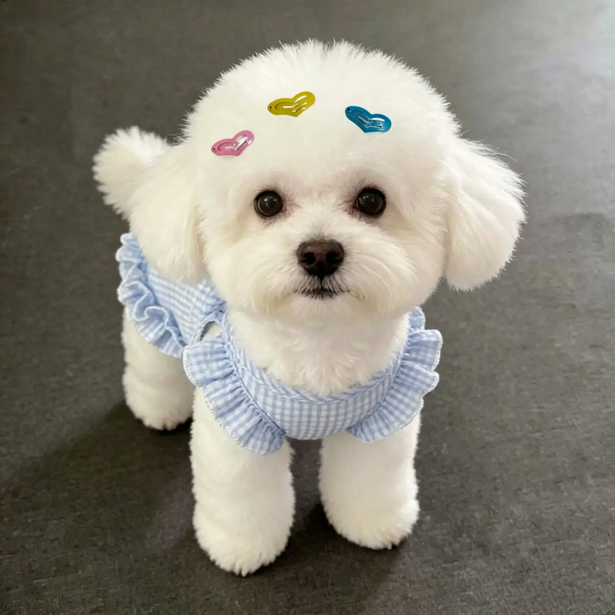 8pcs Candy Color Heart Mini Pet Hair Clips