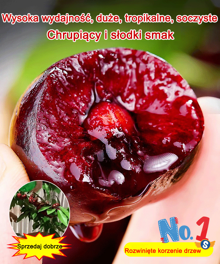 🍒Świeżo zebrane nasiona szczepionej wiśni✨ Świeżo wykopane z bryłą ziemi, wysoka przeżywalność, doskonała odmiana szczepiona, wczesne owocowanie