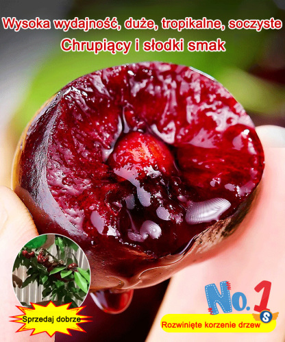 🍒Świeżo zebrane nasiona szczepionej wiśni✨ Świeżo wykopane z bryłą ziemi, wysoka przeżywalność, doskonała odmiana szczepiona, wczesne owocowanie