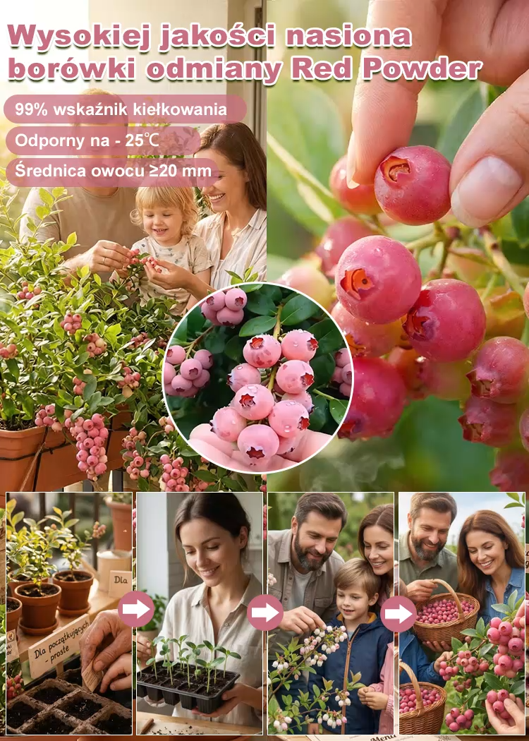 【🌱Kup jedną, drugą gratis】Rzadka odmiana borówki różowej🍇 Pink Lady, słodka i soczysta, owocuje w tym samym roku🚨