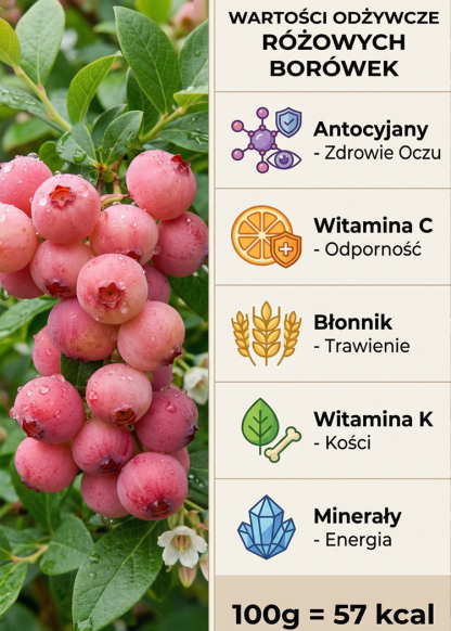 【🌱Kup jedną, drugą gratis】Rzadka odmiana borówki różowej🍇 Pink Lady, słodka i soczysta, owocuje w tym samym roku🚨